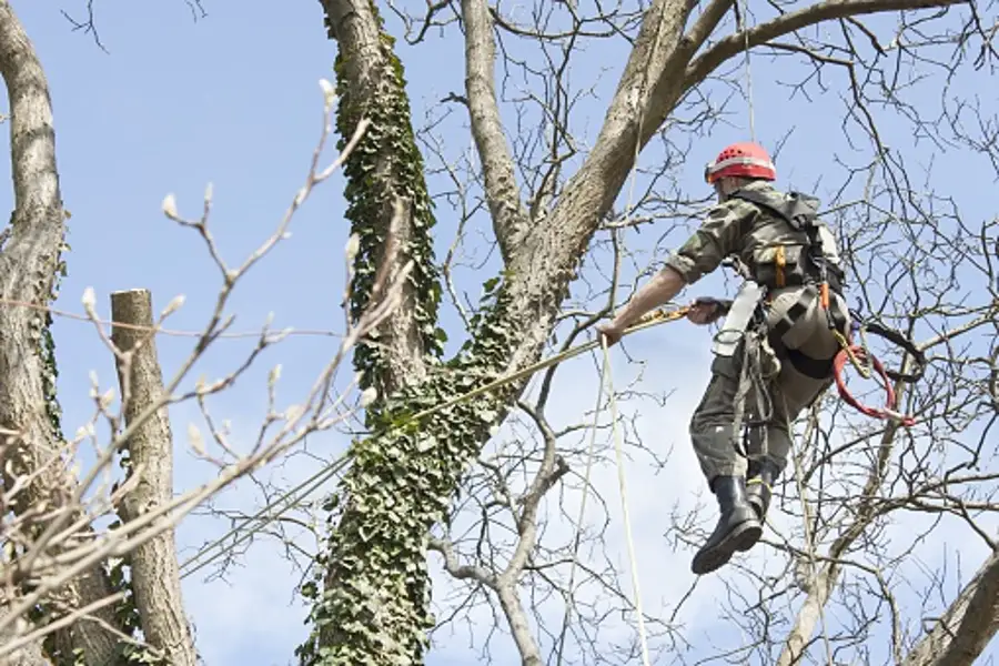 Tree Trimming