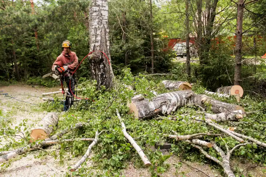 How To Remove A Tree Trunk in Kirkland, IL