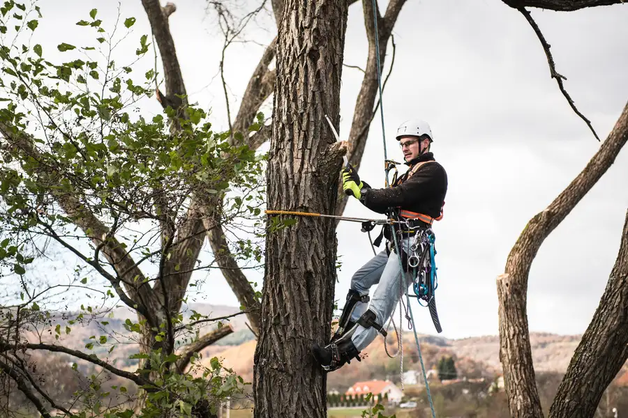How To Trim Fruit Trees Kirkland, IL