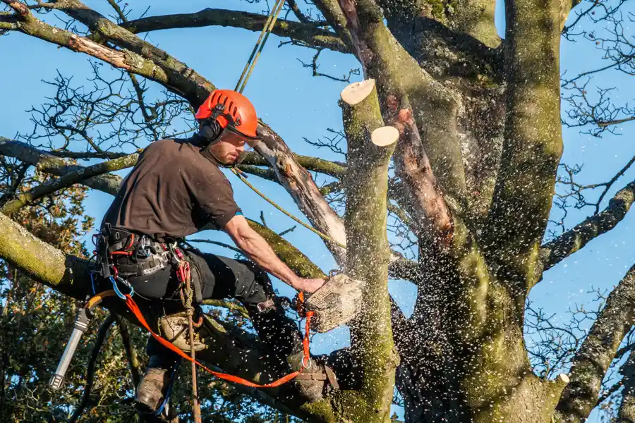 How To Trim Fruit Trees in Kirkland, IL