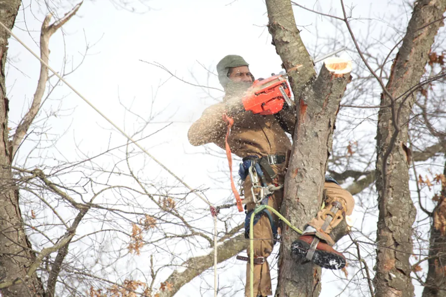Affordable Tree Removal Kirkland, IL