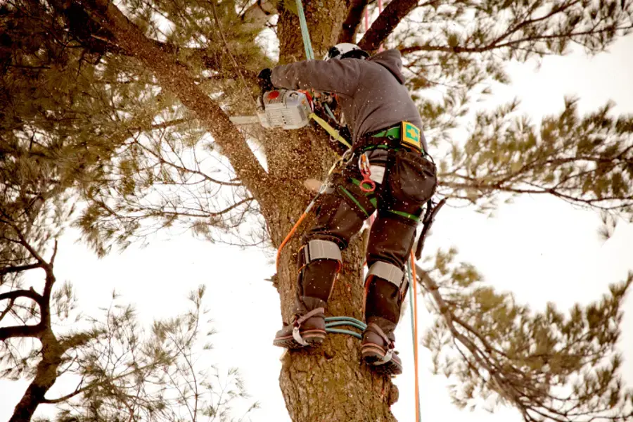 Professional Tree Removal in Kirkland, IL