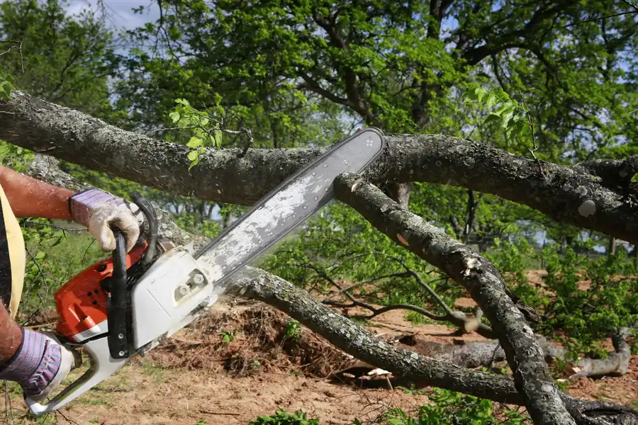 Affordable Tree Trimming Kirkland, IL