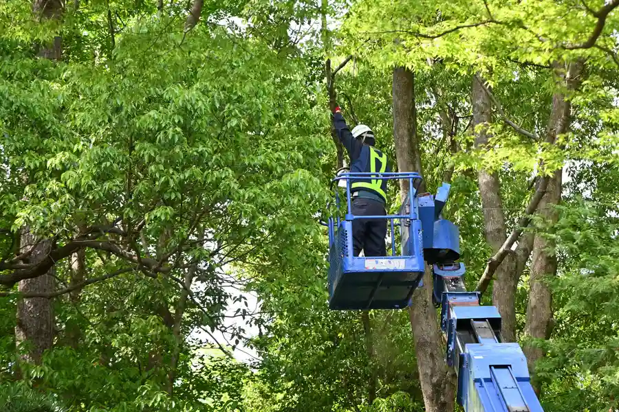 Reliable Tree Trimming in Kirkland, IL