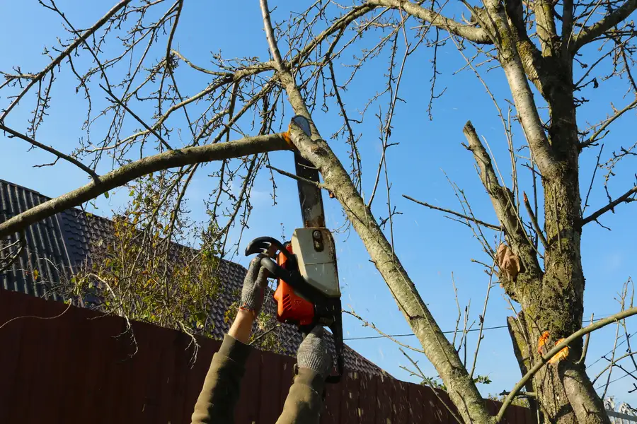 Professional Tree Trimming in Kirkland, IL