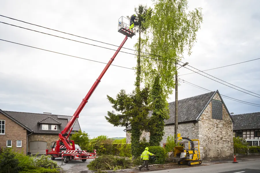 When To Trim Trees in Kirkland, IL